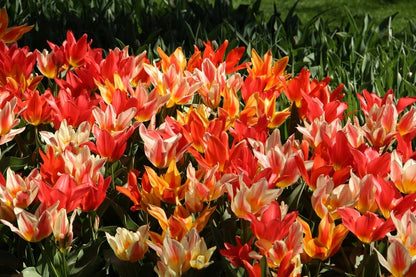  Tulp (Tulipa 'Fun Colors ®)