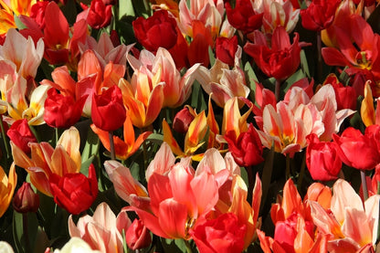  Tulp (Tulipa 'Fun Colors ®)