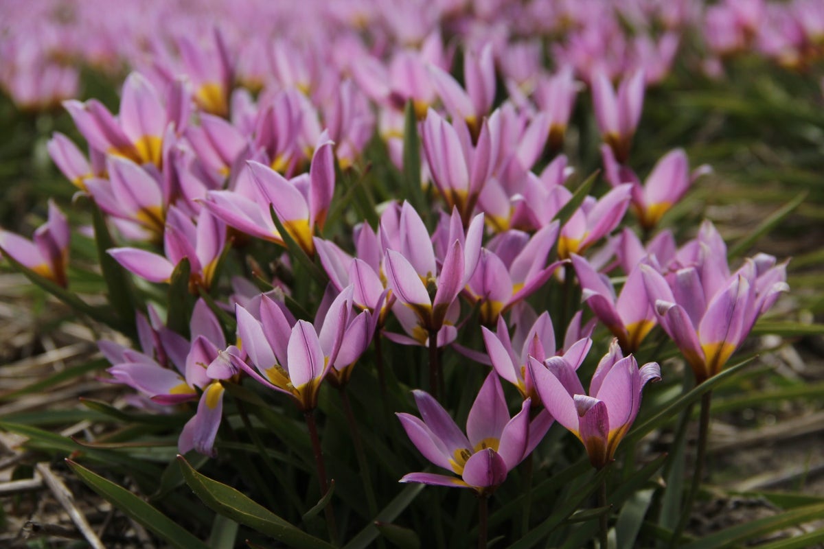  Tulp (Tulipa Humilis)