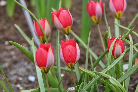  Tulp (Tulipa Humilis 'Red Beauty')