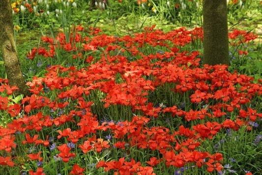  Tulp (Tulipa Linifolia)