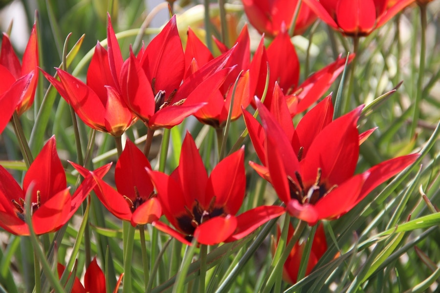  Tulp (Tulipa 'Lizzy')