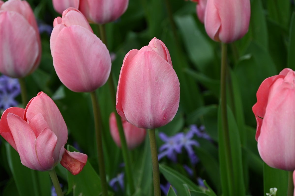 Tulp (Tulipa 'Mystic Van Eijk')