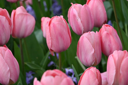  Tulp (Tulipa 'Mystic Van Eijk')