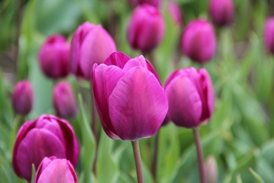  Tulp (Tulipa 'Negrita')