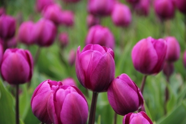  Tulp (Tulipa 'Negrita')