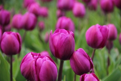 Tulp (Tulipa 'Negrita')