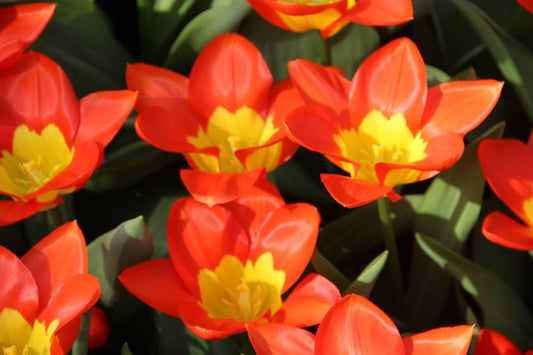  Tulp (Tulipa 'Oracle')