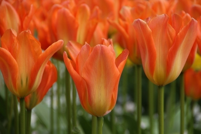  Tulp (Tulipa 'Orange Emperor')