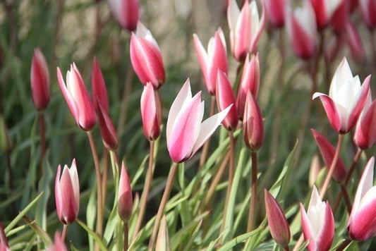  Tulp (Tulipa 'Peppermintstick')