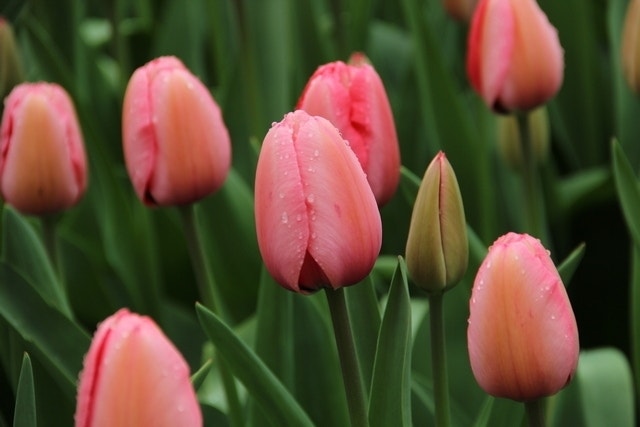  Tulp (Tulipa 'Pink Impression', Darwin)