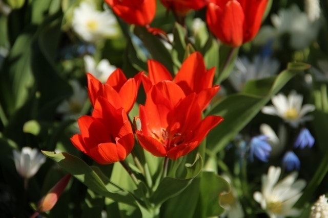  Tulp (Tulipa Praestans 'Füsilier')