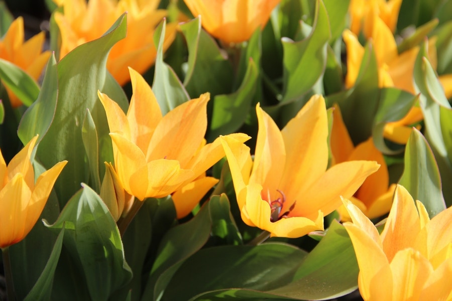  Tulp (Tulipa Praestans ‘Shogun’®)