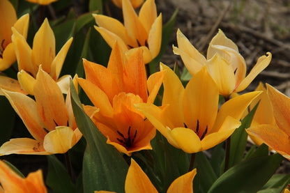  Tulp (Tulipa Praestans ‘Shogun’®)