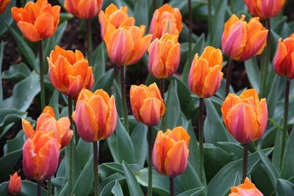  Tulp (Tulipa 'Prinses Irene', Enkel Vroeg)