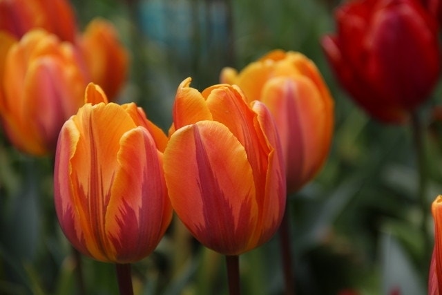  Tulp (Tulipa 'Prinses Irene', Enkel Vroeg)
