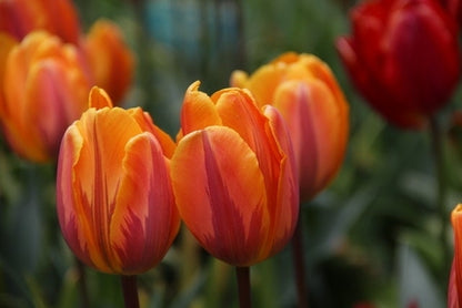  Tulp (Tulipa 'Prinses Irene', Enkel Vroeg)