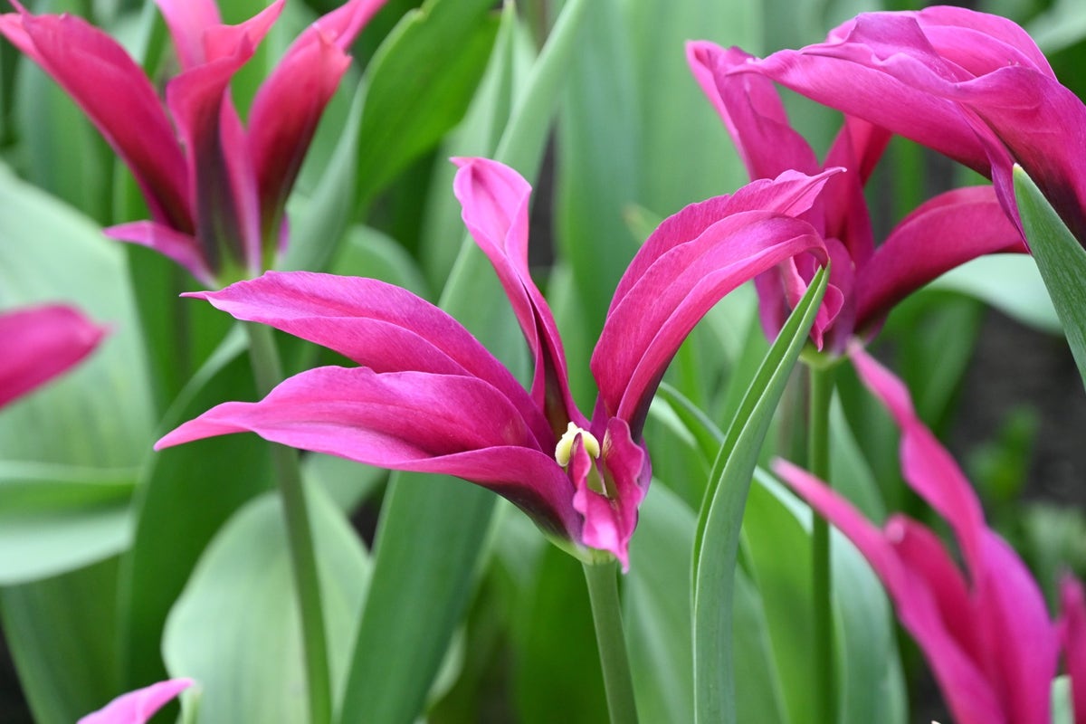  Tulp (Tulipa 'Purple Doll')