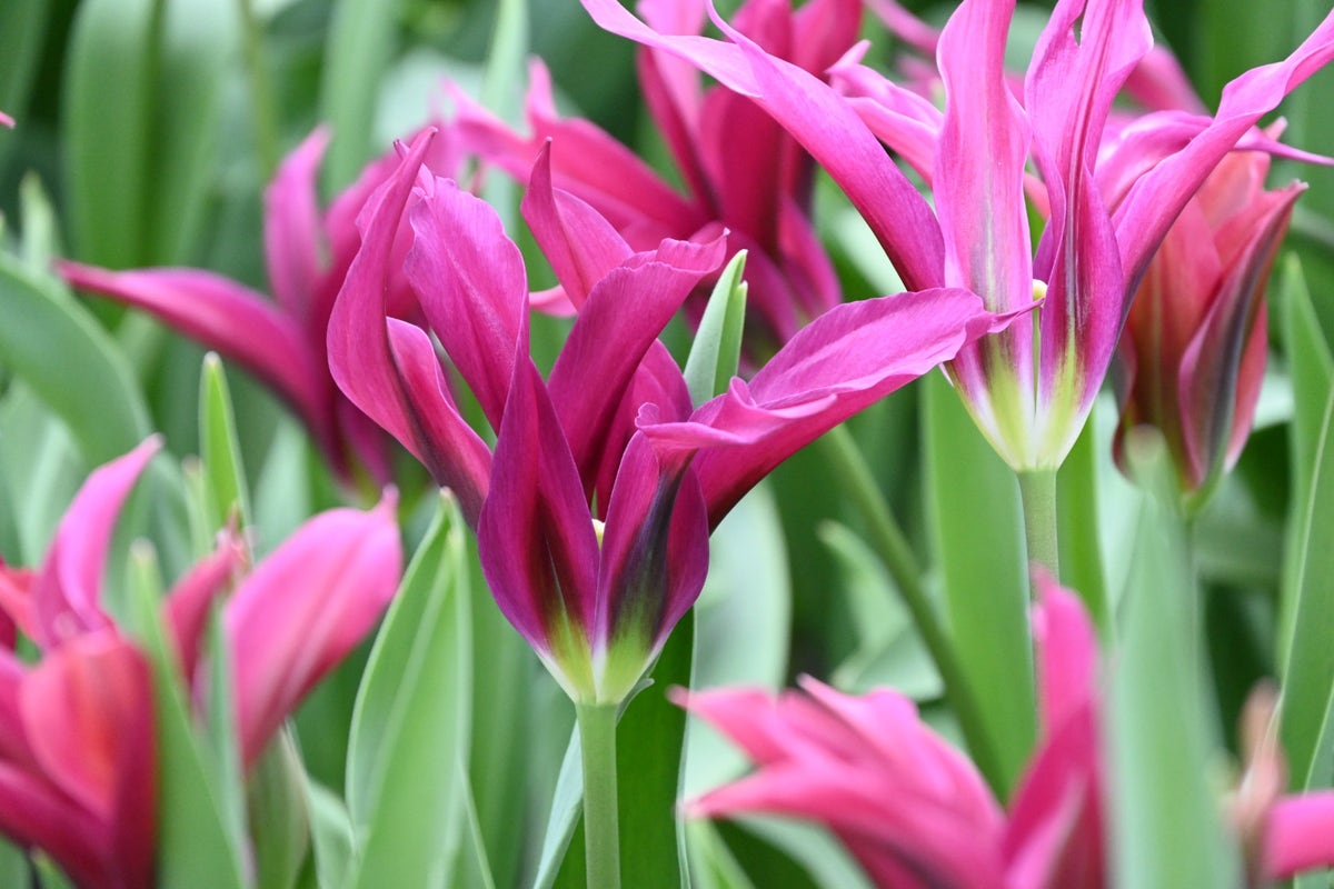  Tulp (Tulipa 'Purple Doll')