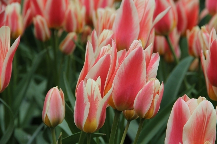  Tulp (Tulipa 'Quebec')
