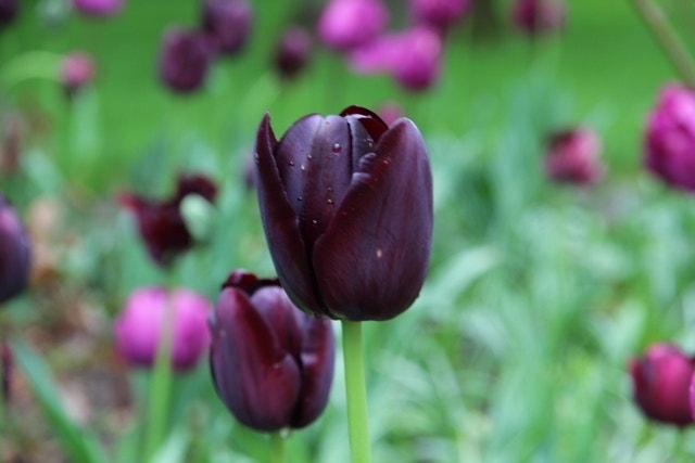  Tulp (Tulipa 'Queen Of Night, Enkel Laat')