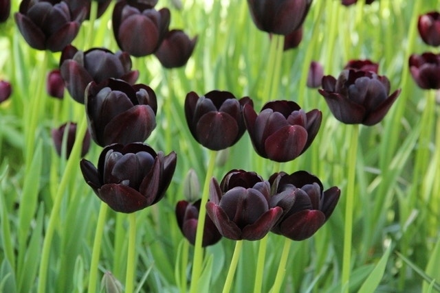  Tulp (Tulipa 'Queen Of Night, Enkel Laat')