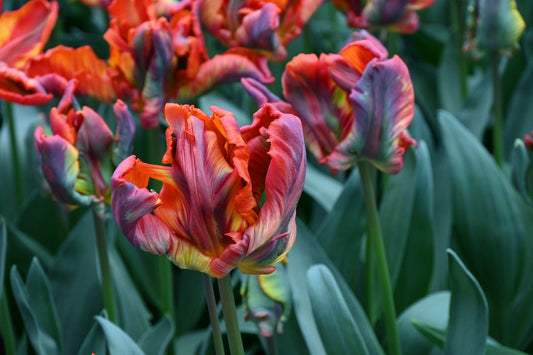  Tulp (Tulipa 'Rasta Parrot')