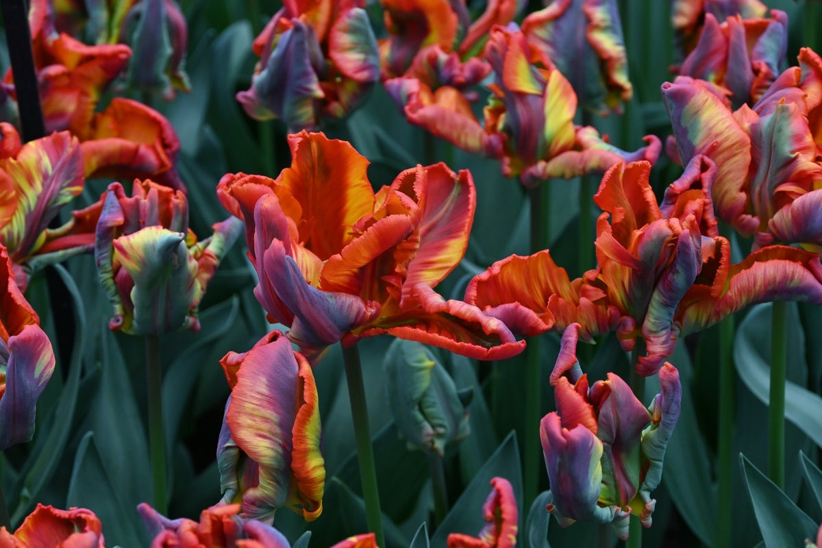  Tulp (Tulipa 'Rasta Parrot')