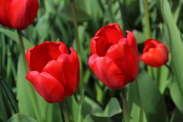  Tulp (Tulipa 'Red Impression', Darwin)