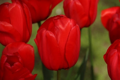 Tulp (Tulipa 'Red Impression', Darwin)
