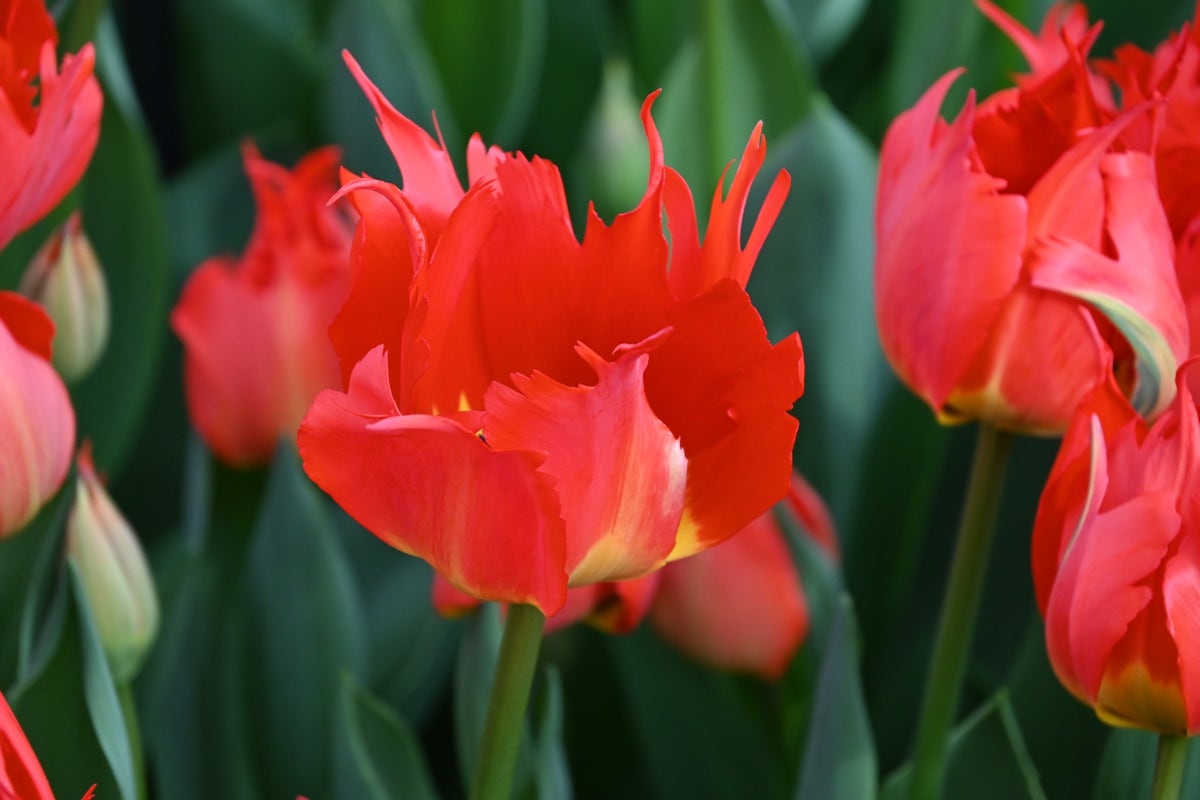  Tulp (Tulipa 'Robbedoes')