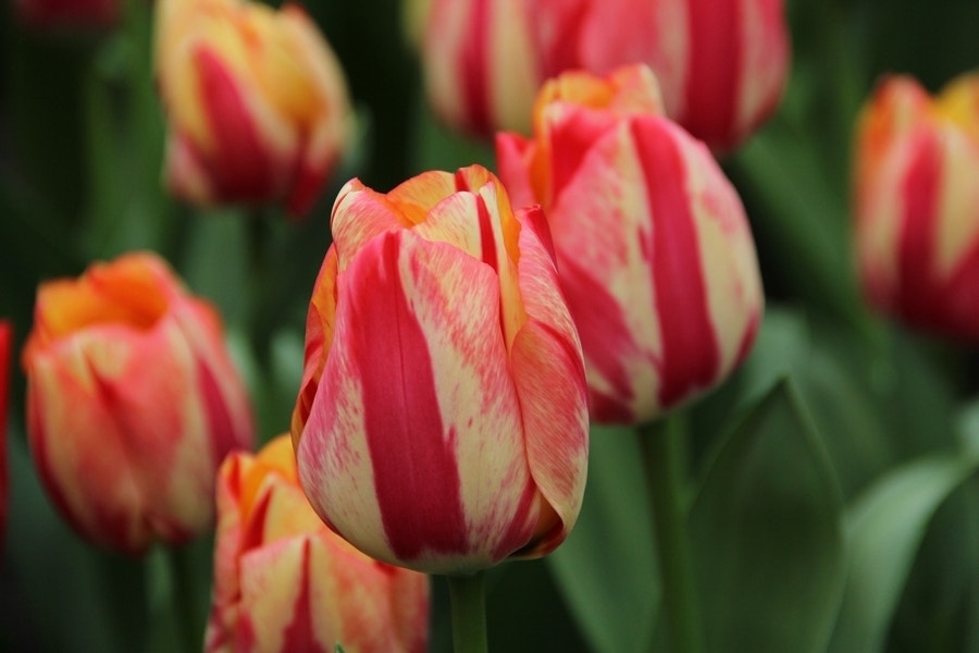  Tulp (Tulipa 'Spryng Break', Triumph)