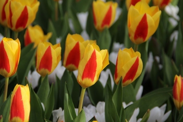  Tulp (Tulipa 'Stresa')