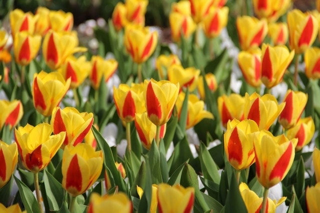  Tulp (Tulipa 'Stresa')