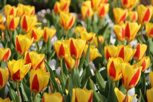  Tulp (Tulipa 'Stresa')
