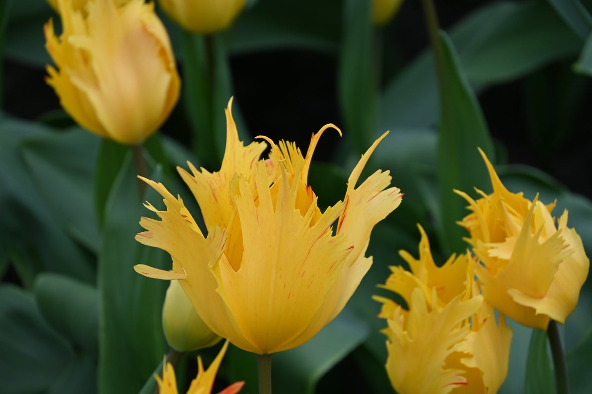  Tulp (Tulipa 'Sunny Leo')