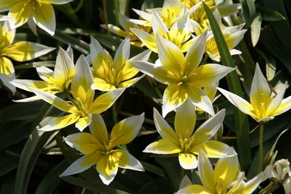  Tulp (Tulipa Tarda)