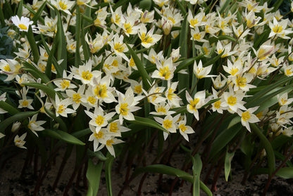  Tulp (Tulipa Turkestanica)