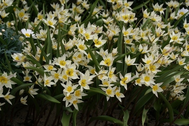  Tulp (Tulipa Turkestanica)