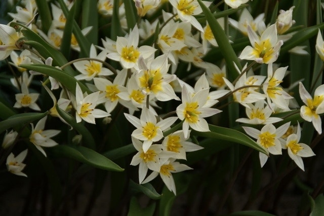 Tulp (Tulipa Turkestanica)