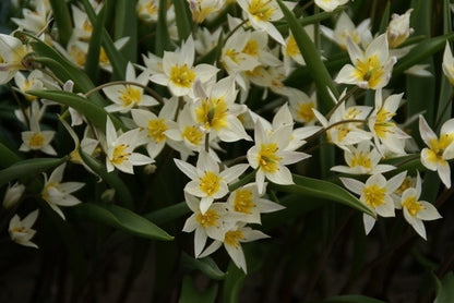  Tulp (Tulipa Turkestanica)