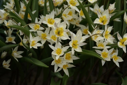  Tulp (Tulipa Turkestanica)