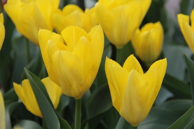  Tulp (Tulipa 'Yellow Purissima')