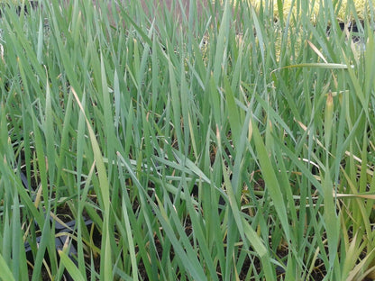  Grote Lisdodde (Typha Latifolia)