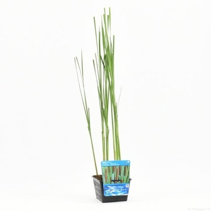  Grote Lisdodde (Typha Latifolia)