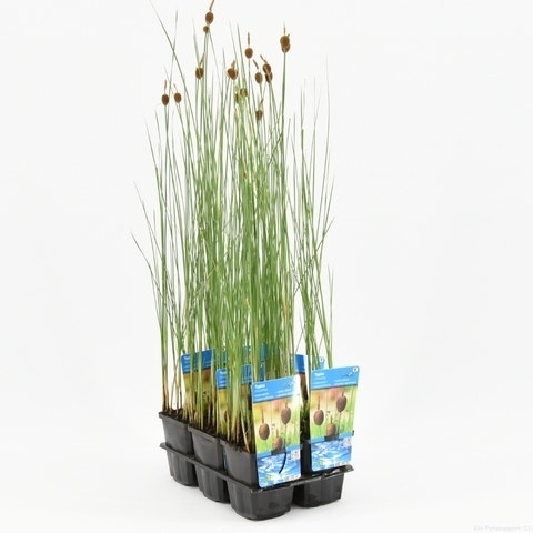  Kleinste Lisdodde (Typha Minima)