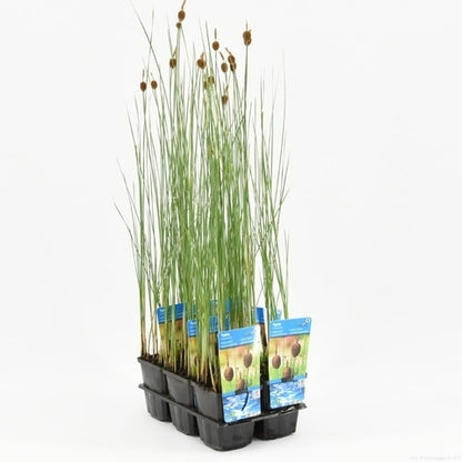  Kleinste Lisdodde (Typha Minima)