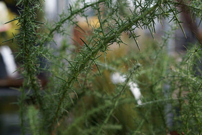  Gaspeldoorn (Ulex Europaeus)