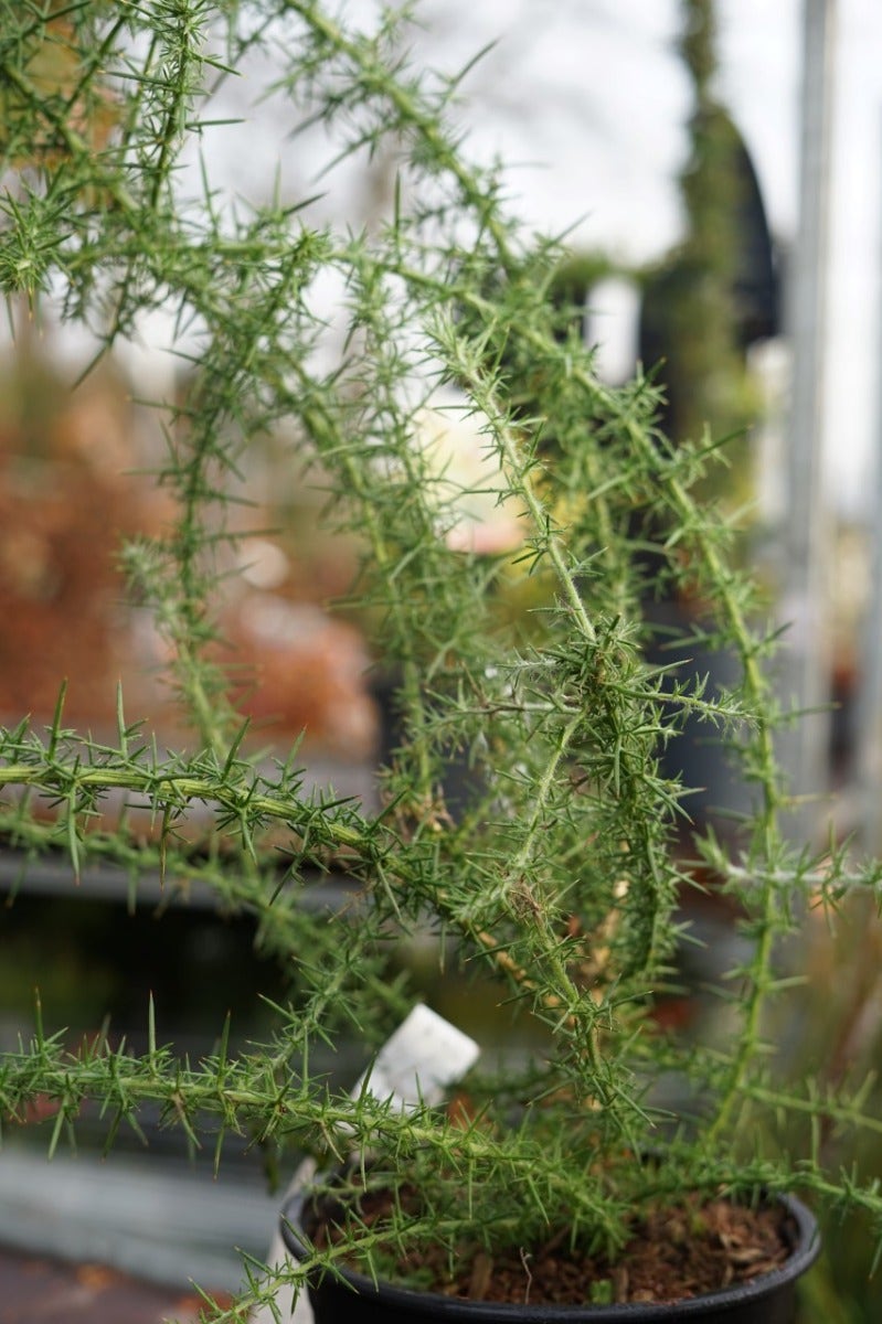  Gaspeldoorn (Ulex Europaeus)