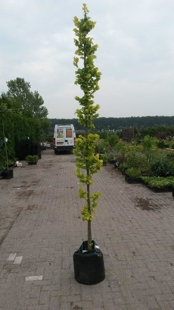  Goudiep (Ulmus Hollandica 'Wredei')